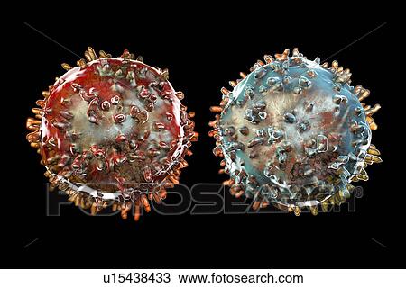 T- and B-lymphocyte, illustration View Large Photo Image Stock Image - T- and B-lymphocyte, illustration. Fotosearch