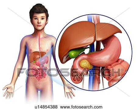 Stock Photo - Teenager's liver, illustration. Fotosearch