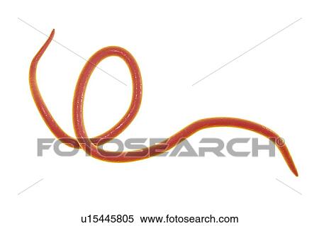 Stock Photography - Threadworm, illustration. Fotosearch