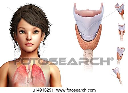 Stock Image - Thyroid cartilage, illustration. Fotosearch