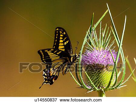 Stock Photo - Tiger Swallowtail. Fotosearch