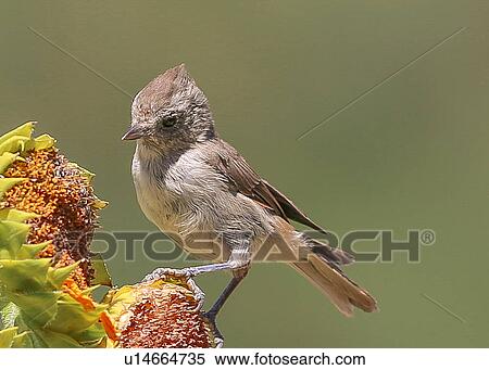 Stock Photography - Titmouse. Fotosearch