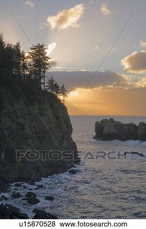Stock Photo - Trees on cliff over sea at sunset. Fotosearch