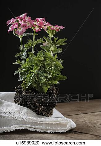Stock Image - Verbena flowers without pot. Fotosearch
