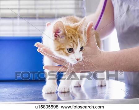 Stock Photo - Vet examining kitten. Fotosearch
