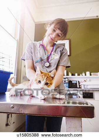 Stock Photo - Vet holding kitten on table. Fotosearch