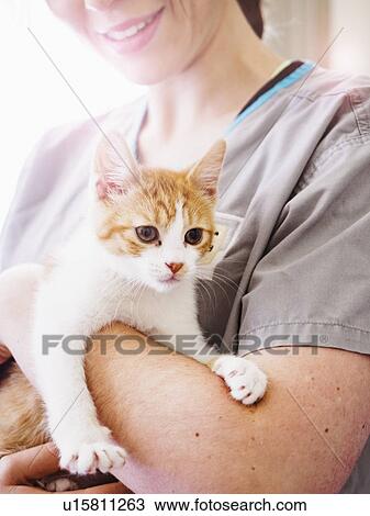Stock Image - Vet holding kitten. Fotosearch