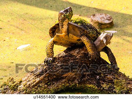 Stock Image - Western Pond Turtle. Fotosearch