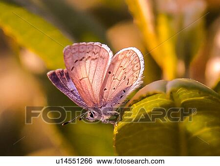 Stock Photograph - Western Tailed Blue. Fotosearch