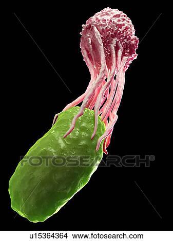 Picture - White blood cell engulfing bacteria. Fotosearch