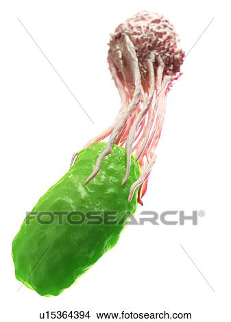 White blood cell engulfing bacteria View Large Photo Image Picture - White blood cell engulfing bacteria. Fotosearch