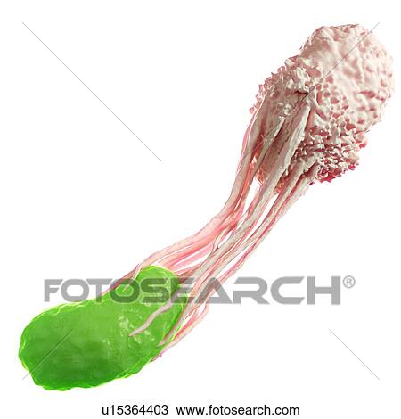 Stock Image - White blood cell engulfing bacteria. Fotosearch