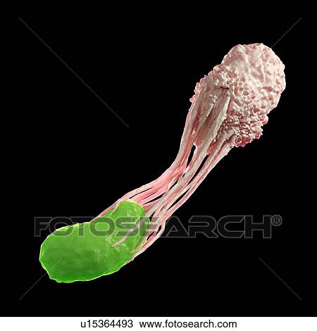White blood cell engulfing bacteria View Large Photo Image Stock Image - White blood cell engulfing bacteria. Fotosearch