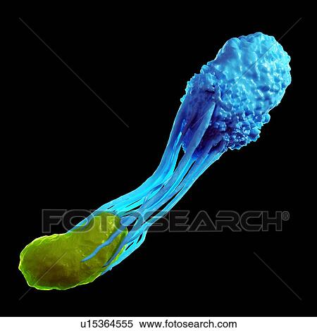 Stock Photography - White blood cell engulfing bacteria. Fotosearch