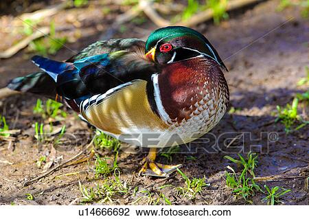 Wood Duck View Large Photo Image Stock Image - Wood Duck. Fotosearch