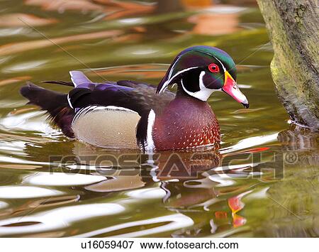 Wood Duck View Large Photo Image Stock Photo - Wood Duck. Fotosearch