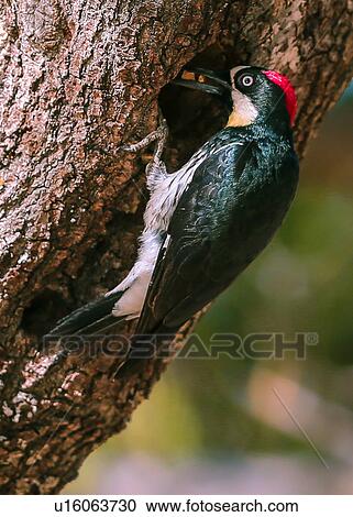 Stock Image - Woodpecker. Fotosearch