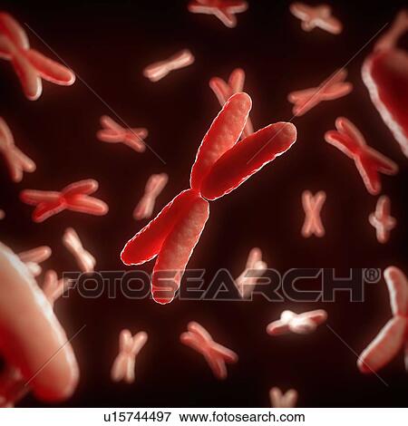 Stock Photo - X chromosomes. Fotosearch