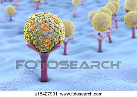 Zika viruses, illustration View Large Photo Image Stock Image - Zika viruses, illustration. Fotosearch