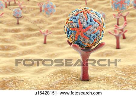 Zika viruses, illustration View Large Photo Image Stock Image - Zika viruses, illustration. Fotosearch