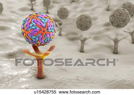 Stock Photography - Zika viruses, illustration. Fotosearch