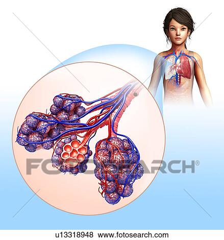 Stock Photo - Alveoli anatomy, illustration. Fotosearch