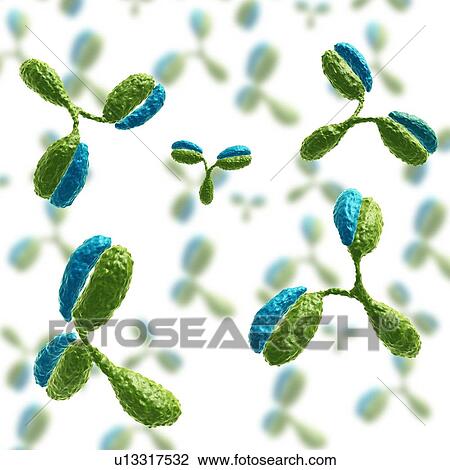 Stock Image - Antibody 1IGT molecules, illustration. Fotosearch