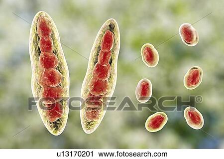 Athlete's foot fungus, illustration View Large Photo Image Stock Image - Athlete's foot fungus, illustration. Fotosearch