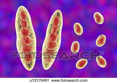 Athlete's foot fungus, illustration View Large Photo Image Stock Image - Athlete's foot fungus, illustration. Fotosearch