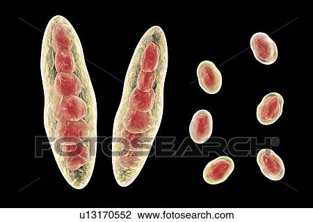 Athlete's foot fungus, illustration View Large Photo Image Stock Image - Athlete's foot fungus, illustration. Fotosearch