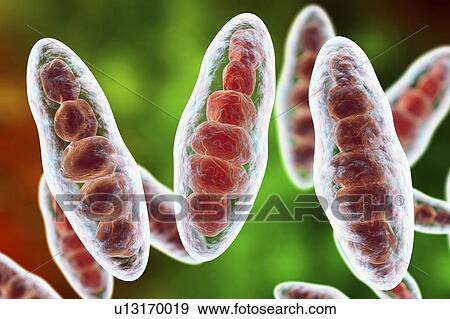 Athlete's foot fungus, illustration View Large Photo Image Stock Photo - Athlete's foot fungus, illustration. Fotosearch