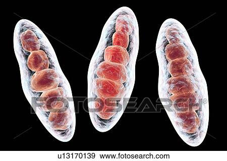Athlete's foot fungus, illustration View Large Photo Image Stock Photo - Athlete's foot fungus, illustration. Fotosearch