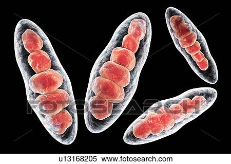 Athlete's foot fungus, illustration View Large Photo Image Stock Photography - Athlete's foot fungus, illustration. Fotosearch