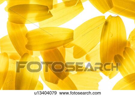 Back lit Flower petals View Large Photo Image Stock Photo - Back lit Flower petals. Fotosearch