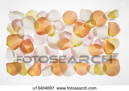 Stock Photo - Back lit Flower petals. Fotosearch