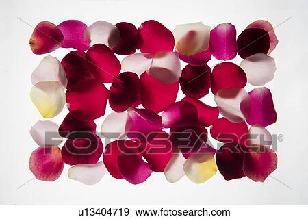 Stock Photo - Back lit Flower petals. Fotosearch