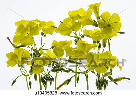 Stock Photo - Back lit Flower petals. Fotosearch