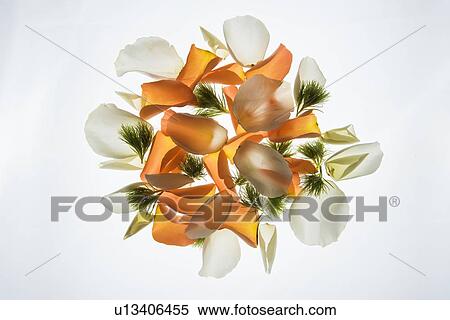 Stock Photography - Back lit Flower petals. Fotosearch