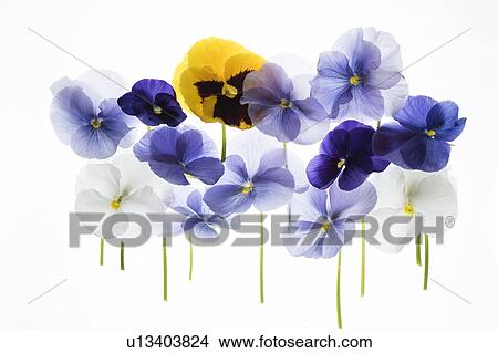 backlit pansies View Large Photo Image Picture - backlit pansies. Fotosearch