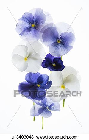 backlit pansies View Large Photo Image Stock Photo - backlit pansies. Fotosearch