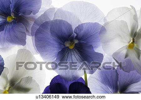 backlit pansies View Large Photo Image Stock Photo - backlit pansies. Fotosearch