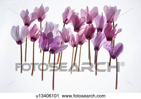 Backlit violet View Large Photo Image Stock Image - Backlit violet. Fotosearch