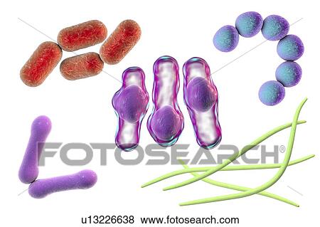 Stock Photo - Bacteria, illustration. Fotosearch