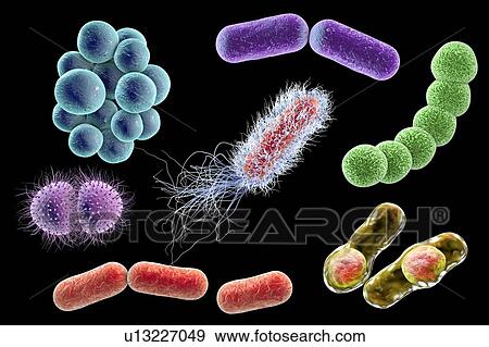 Bacteria, illustration View Large Photo Image Stock Photo - Bacteria, illustration. Fotosearch