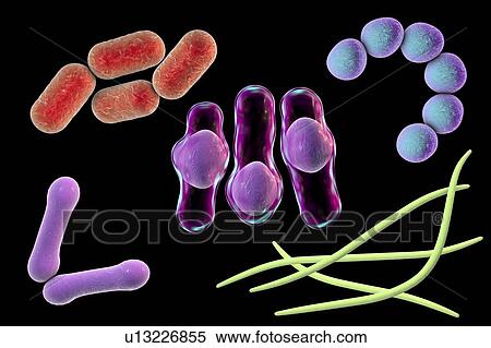 Bacteria, illustration View Large Photo Image Stock Photography - Bacteria, illustration. Fotosearch