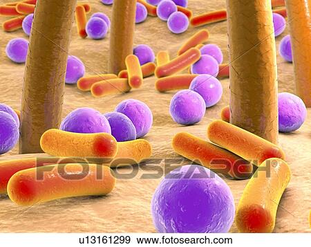 Bacteria on skin with hairs, illustration View Large Photo Image Stock Photo - Bacteria on skin with hairs, illustration. Fotosearch