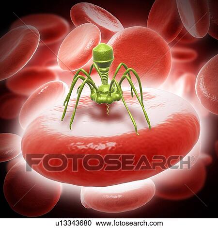 Bacteriophage t4 virus, illustration View Large Photo Image Stock Image - Bacteriophage t4 virus, illustration. Fotosearch