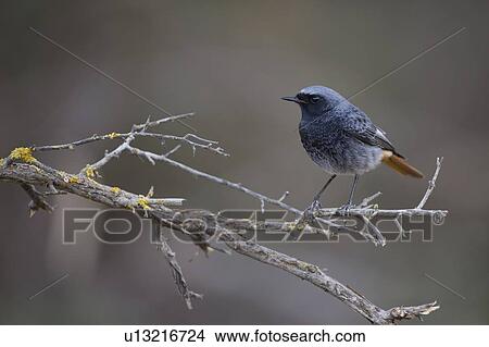 Black Redstart (Phoenicurus ochruros) View Large Photo Image Picture - Black Redstart (Phoenicurus ochruros). Fotosearch
