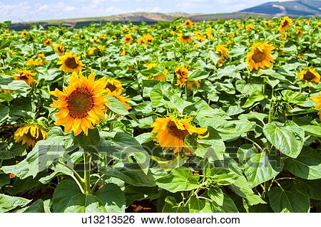 Stock Photograph - Blooming sunflowers in a field. Fotosearch