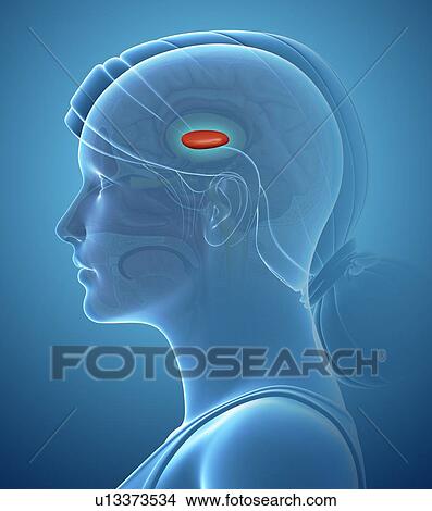 Picture - Brain anatomy, illustration. Fotosearch
